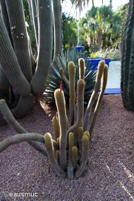 Jardin Majorelle